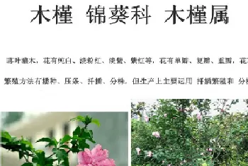 木槿花和扶桑花是一种花吗