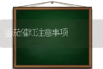 番茄催红注意事项