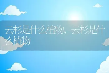 云杉是什么植物