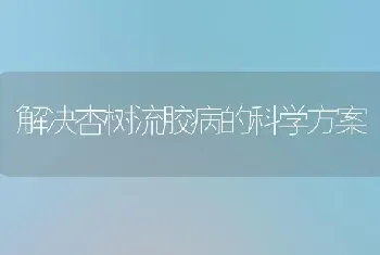 解决杏树流胶病的科学方案