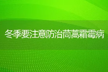 冬季要注意防治茼蒿霜霉病