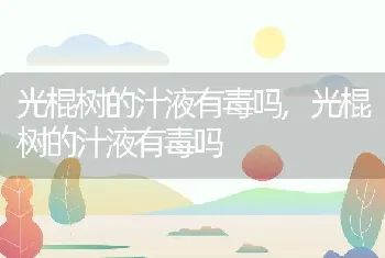 光棍树的汁液有毒吗