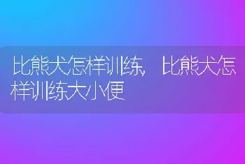 比熊犬怎样训练