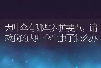 大叶伞有哪些养护要点