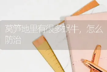 莴笋地里有很多蜗牛,怎么防治