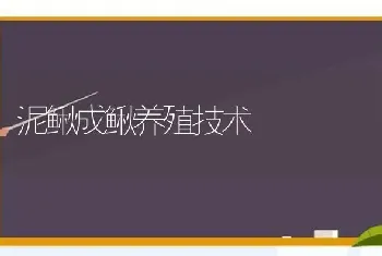 泥鳅成鳅养殖技术