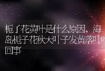 栀子花黄叶是什么原因