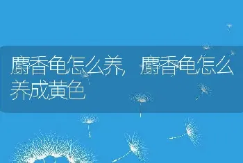 麝香龟怎么养