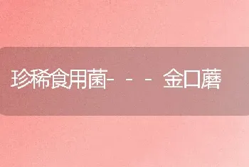 珍稀食用菌---金口蘑