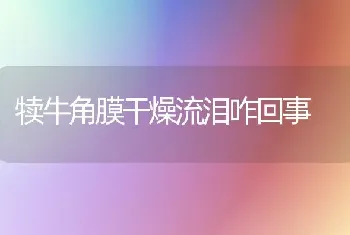 犊牛角膜干燥流泪咋回事