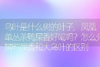 乌叶是什么树的叶子