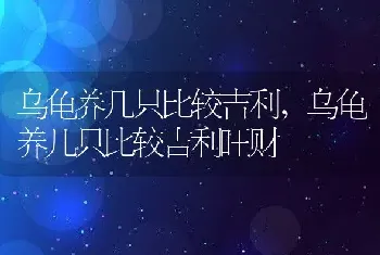 乌龟养几只比较吉利,乌龟养几只比较吉利旺财