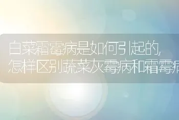 白菜霜霉病是如何引起的