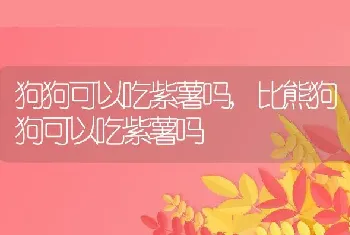 狗狗可以吃紫薯吗