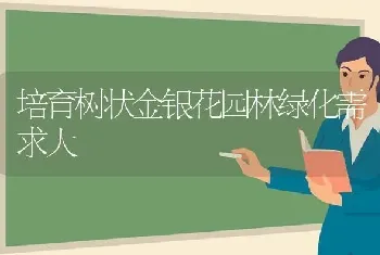 培育树状金银花园林绿化需求大