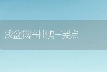 浅盆栽培杜鹃三要点