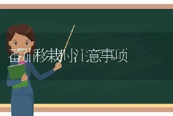 番茄移栽时注意事项