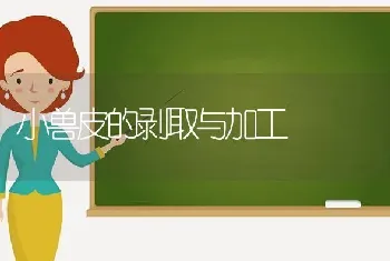 小兽皮的剥取与加工