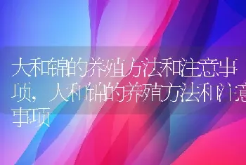 大和锦的养殖方法和注意事项