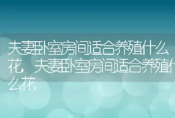 夫妻卧室房间适合养殖什么花