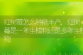 红树莓怎么种能丰产