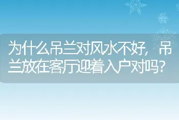 为什么吊兰对风水不好