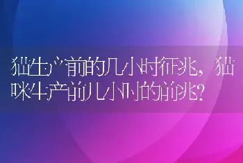 猪布氏杆菌病的传染途径及防治