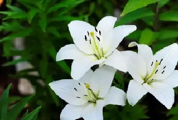 百合花种子怎么种植方法