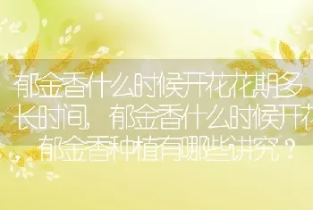 郁金香什么时候开花花期多长时间