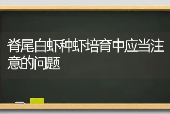 脊尾白虾种虾培育中应当注意的问题