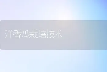 洋香瓜栽培技术