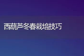 西葫芦冬春栽培技巧