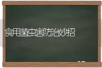 食用菌虫害防治妙招