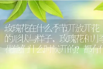 玫瑰花在什么季节开放开花的形状与样子