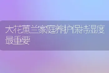 大花蕙兰家庭养护保持湿度最重要