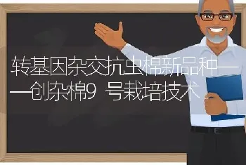 转基因杂交抗虫棉新品种——创杂棉9号栽培技术