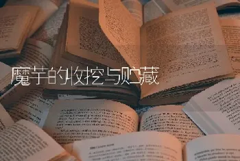 魔芋的收挖与贮藏