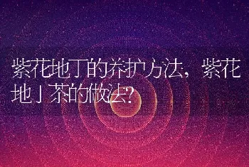 紫花地丁的养护方法