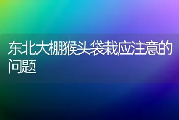 东北大棚猴头袋栽应注意的问题