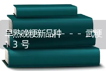 早熟晚粳新品种---武粳13号