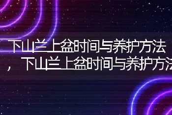 下山兰上盆时间与养护方法