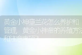 黄金小神童兰花怎么养护和管理