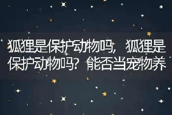 狐狸是保护动物吗,狐狸是保护动物吗?能否当宠物养