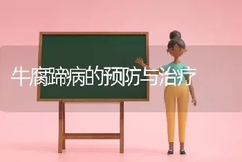 牛腐蹄病的预防与治疗