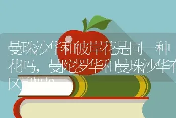 曼珠沙华和彼岸花是同一种花吗