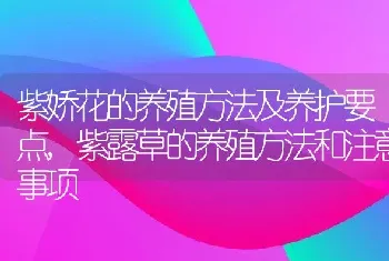 紫娇花的养殖方法及养护要点