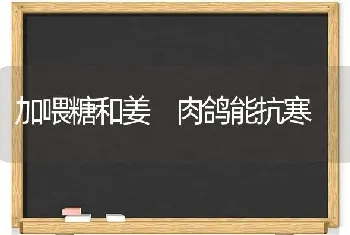 加喂糖和姜 肉鸽能抗寒