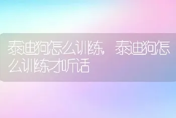 泰迪狗怎么训练