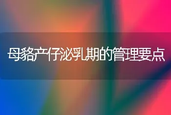 母貉产仔泌乳期的管理要点