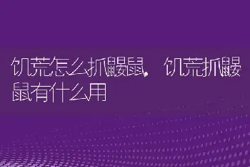 饥荒怎么抓鼹鼠,饥荒抓鼹鼠有什么用